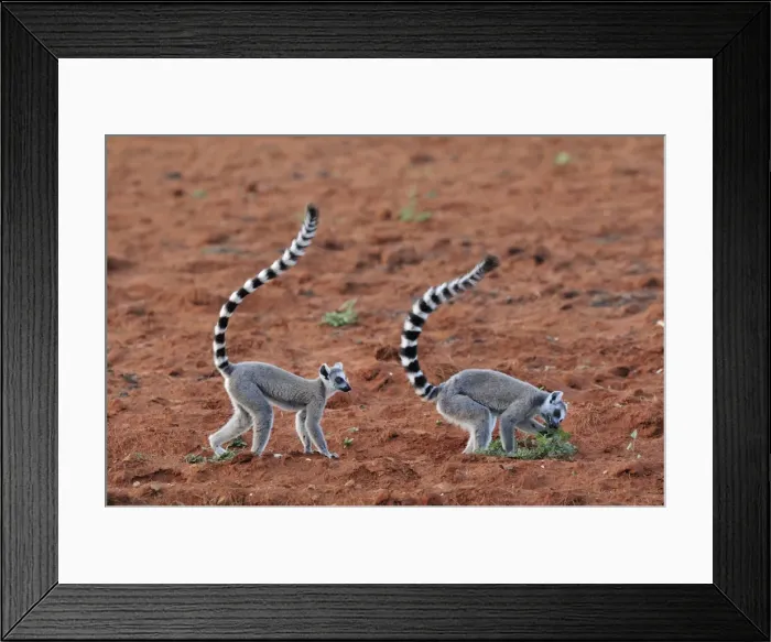 Framed Print : Ring-tailed Lemur - Berenty Private Reserve - Southern Madagascar Framed Print : Ring-tailed Lemur - Berenty Private Reserve - Southern Madagascar