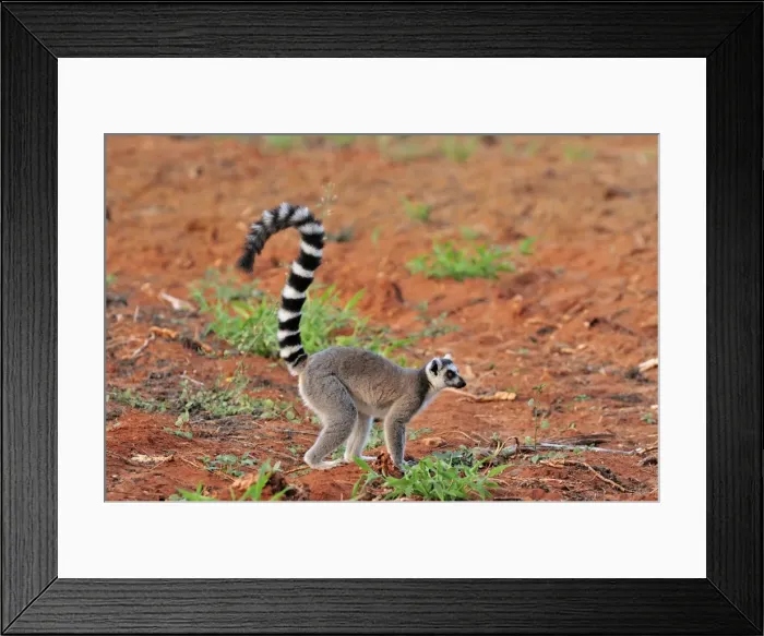 Framed Print : Ring-tailed Lemur - Berenty Private Reserve - Southern Madagascar Framed Print : Ring-tailed Lemur - Berenty Private Reserve - Southern Madagascar