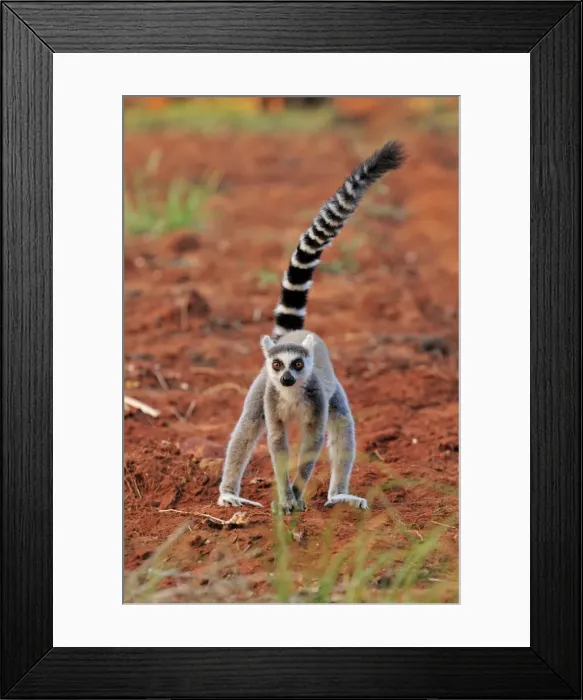 Framed Print : Ring-tailed Lemur - Berenty Private Reserve - Southern Madagascar Framed Print : Ring-tailed Lemur - Berenty Private Reserve - Southern Madagascar
