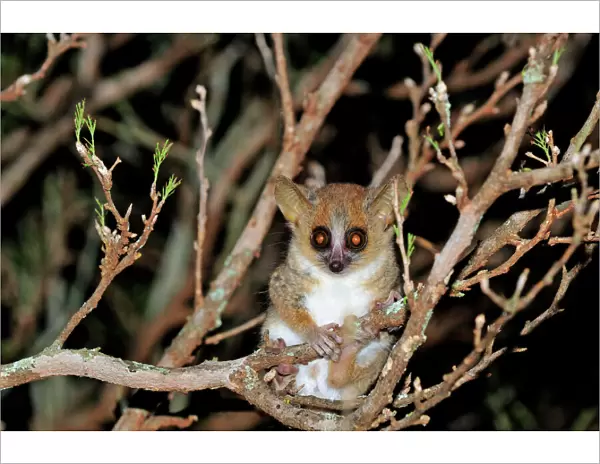 Brown Mouse Lemur - Berenty Private Reserve - Southern Madagascar