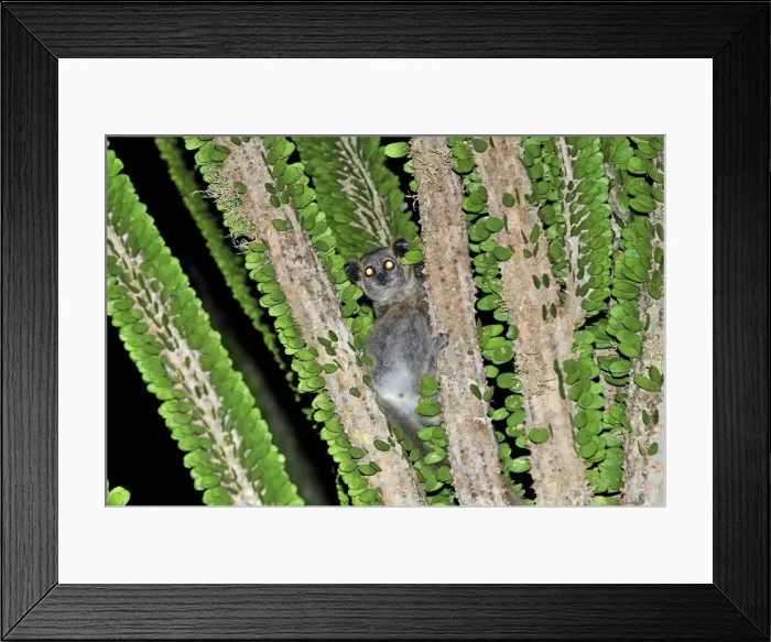 Framed Print : White-footed Sportive Lemur - on Alluaudia spiny plant - Berenty Private Reserve - Southern Madagascar