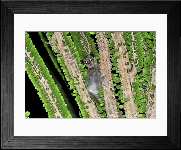 Framed Print : White-footed Sportive Lemur - on Alluaudia spiny plant - Berenty Private Reserve - Southern Madagascar Framed Print : White-footed Sportive Lemur - on Alluaudia spiny plant - Berenty Private Reserve - Southern Madagascar