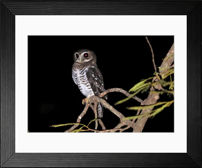 Framed Print : White-browed Hawk-Owl - Berenty Private Reserve - Southern Madagascar Framed Print : White-browed Hawk-Owl - Berenty Private Reserve - Southern Madagascar