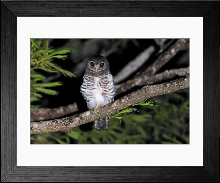 Framed Print : White-browed Hawk-Owl - Berenty Private Reserve - Southern Madagascar Framed Print : White-browed Hawk-Owl - Berenty Private Reserve - Southern Madagascar