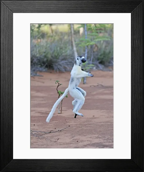 Framed Print : Verreaux's Sifaka - jumping - Berenty Private Reserve - Southern Madagascar Framed Print : Verreaux's Sifaka - jumping - Berenty Private Reserve - Southern Madagascar