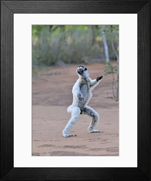 Framed Print : Verreaux's Sifaka - jumping - Berenty Private Reserve - Southern Madagascar Framed Print : Verreaux's Sifaka - jumping - Berenty Private Reserve - Southern Madagascar