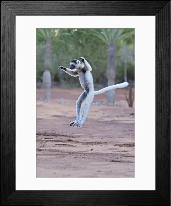 Framed Print : Verreaux's Sifaka - jumping - Berenty Private Reserve - Southern Madagascar Framed Print : Verreaux's Sifaka - jumping - Berenty Private Reserve - Southern Madagascar