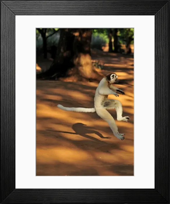 Framed Print : Verreaux's Sifaka - jumping - Berenty Private Reserve - Southern Madagascar Framed Print : Verreaux's Sifaka - jumping - Berenty Private Reserve - Southern Madagascar