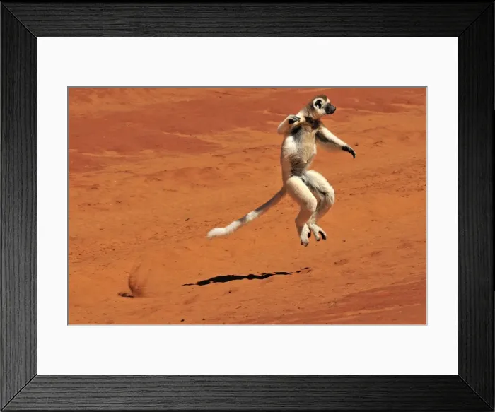 Framed Print : Verreaux's Sifaka - jumping - Berenty Private Reserve - Southern Madagascar Framed Print : Verreaux's Sifaka - jumping - Berenty Private Reserve - Southern Madagascar