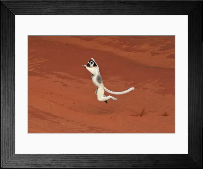 Framed Print : Verreaux's Sifaka - jumping - Berenty Private Reserve - Southern Madagascar Framed Print : Verreaux's Sifaka - jumping - Berenty Private Reserve - Southern Madagascar