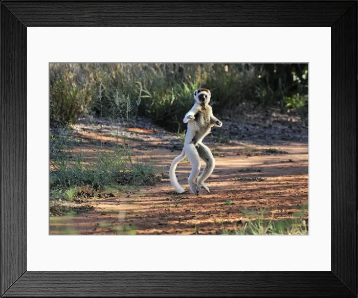 Framed Print : Verreaux's Sifaka - jumping - Berenty Private Reserve - Southern Madagascar Framed Print : Verreaux's Sifaka - jumping - Berenty Private Reserve - Southern Madagascar