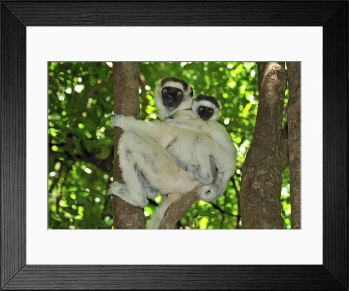 Framed Print : Verreaux's Sifaka with an infant - Berenty Private Reserve - Southern Madagascar Framed Print : Verreaux's Sifaka with an infant - Berenty Private Reserve - Southern Madagascar