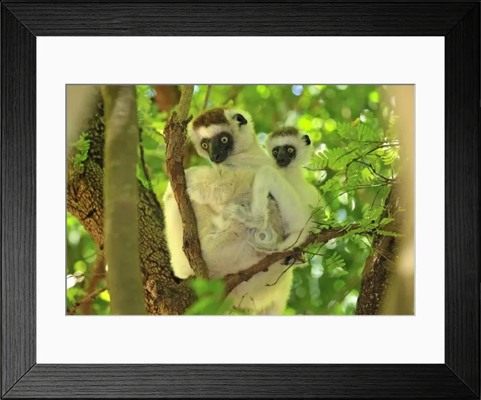 Framed Print : Verreaux's Sifaka with an infant - Berenty Private Reserve - Southern Madagascar Framed Print : Verreaux's Sifaka with an infant - Berenty Private Reserve - Southern Madagascar