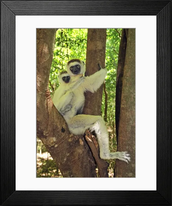 Framed Print : Verreaux's Sifaka with an infant - Berenty Private Reserve - Southern Madagascar Framed Print : Verreaux's Sifaka with an infant - Berenty Private Reserve - Southern Madagascar