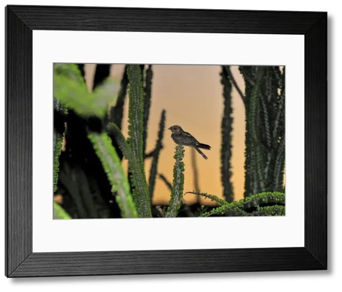 Framed Print : Madagascar Nightjar in spiny forest - Berenty Private Reserve - Southern Madagascar Framed Print : Madagascar Nightjar in spiny forest - Berenty Private Reserve - Southern Madagascar