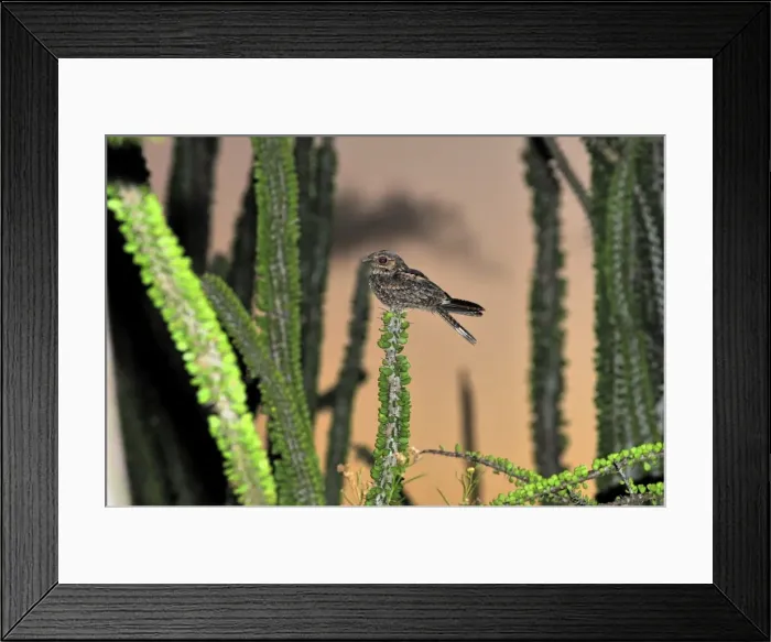 Framed Print : Madagascar Nightjar in spiny forest - Berenty Private Reserve - Southern Madagascar Framed Print : Madagascar Nightjar in spiny forest - Berenty Private Reserve - Southern Madagascar