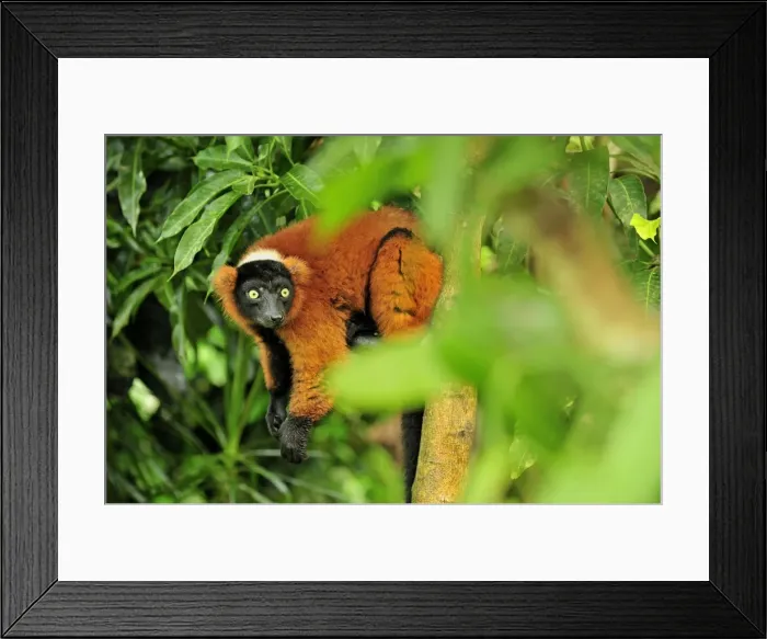 Framed Print : Red Ruffed Lemur - Masoala National Park - Madagascar Framed Print : Red Ruffed Lemur - Masoala National Park - Madagascar