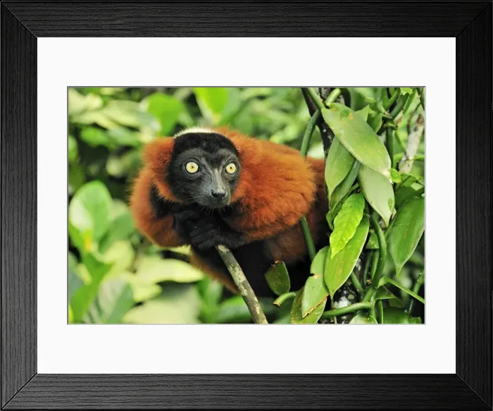 Framed Print : Red Ruffed Lemur - Masoala National Park - Madagascar Framed Print : Red Ruffed Lemur - Masoala National Park - Madagascar
