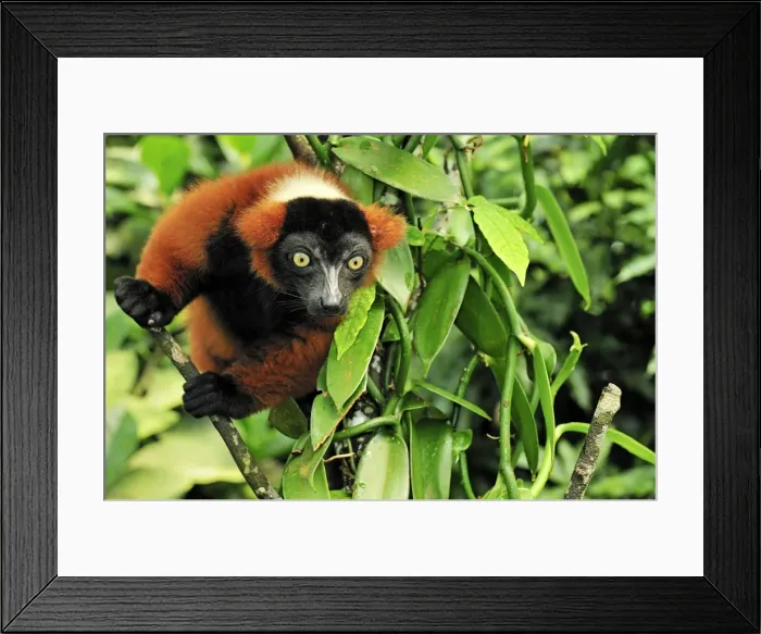 Framed Print : Red Ruffed Lemur - Masoala National Park - Madagascar Framed Print : Red Ruffed Lemur - Masoala National Park - Madagascar