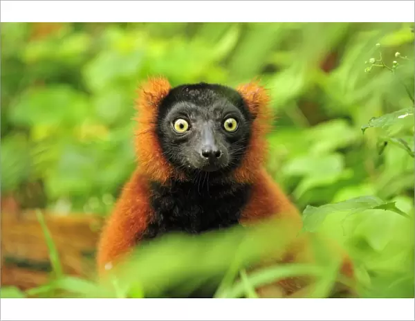 Red Ruffed Lemur - Masoala National Park - Madagascar