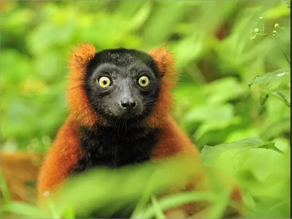 Red Ruffed Lemur - Masoala National Park - Madagascar