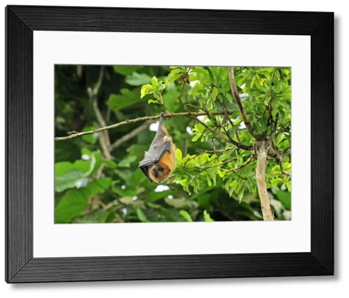 Framed Print : Rodrigues Flying Fox / Rodrigues Fruit Bat - hanging upside down from branch - Rodrigues island - near Madagascar Framed Print : Rodrigues Flying Fox / Rodrigues Fruit Bat - hanging upside down from branch - Rodrigues island - near Madagascar
