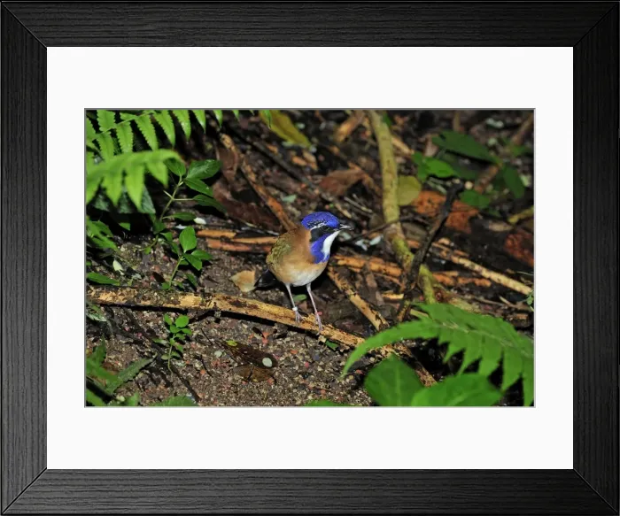 Framed Print : Pitta-like Ground Roller - Masoala National Park - Madagascar Framed Print : Pitta-like Ground Roller - Masoala National Park - Madagascar