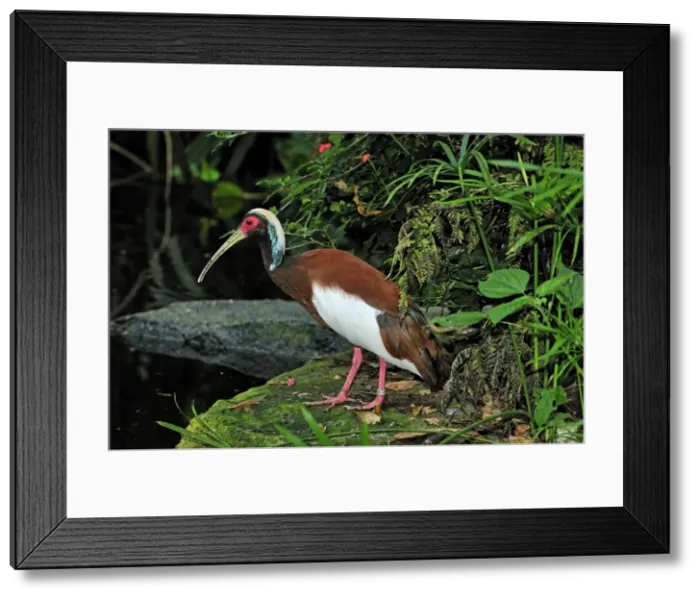 Framed Print : Madagascar Crested Ibis - Masoala National Park - Madagascar Framed Print : Madagascar Crested Ibis - Masoala National Park - Madagascar