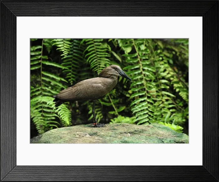 Framed Print : Hammerkop - Masoala National Park - Madagascar Framed Print : Hammerkop - Masoala National Park - Madagascar