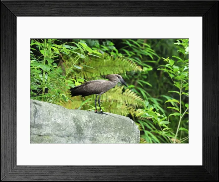 Framed Print : Hammerkop - Masoala National Park - Madagascar Framed Print : Hammerkop - Masoala National Park - Madagascar
