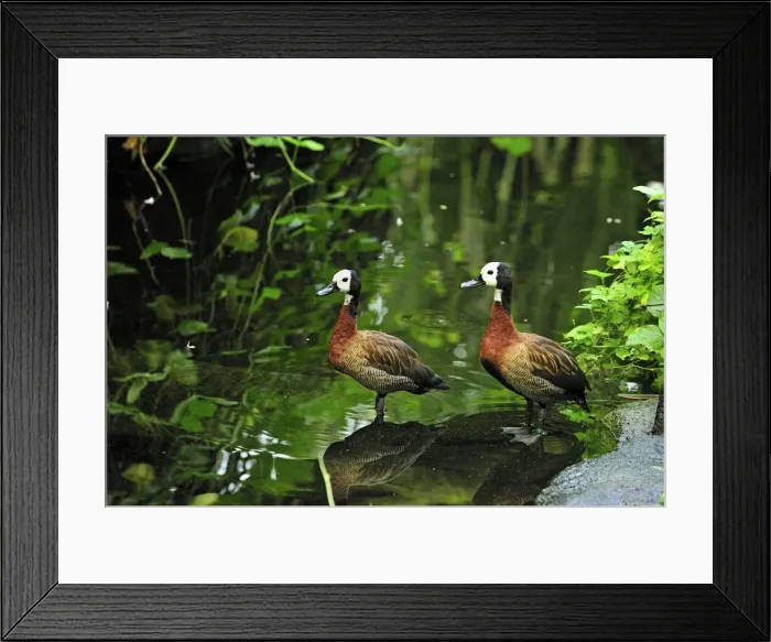 Framed Print : White-faced Whistling Duck - Masoala National Park - Madagascar Framed Print : White-faced Whistling Duck - Masoala National Park - Madagascar