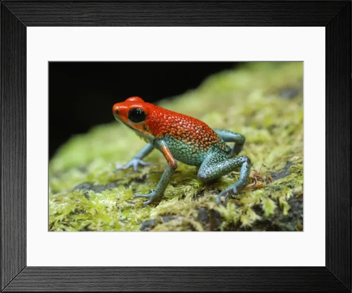 Framed Print : Granular Poison Frog Corcovado N. P. Costa Rica Framed Print : Granular Poison Frog Corcovado N. P. Costa Rica