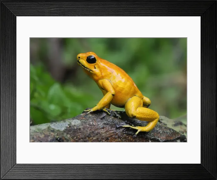 Framed Print : Golden Poison Dart Frog Cauca, Colombia Framed Print : Golden Poison Dart Frog Cauca, Colombia