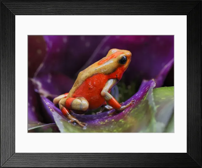 Framed Print : Harlequin Poison Frog - on bromeliad Cauca, Colombia