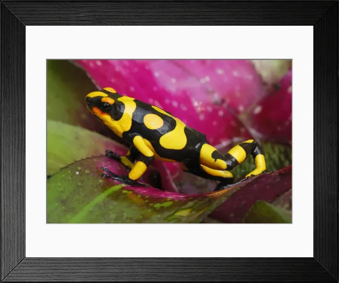 Framed Print : Harlequin Poison Frog - on bromeliad Cauca, Colombia Framed Print : Harlequin Poison Frog - on bromeliad Cauca, Colombia