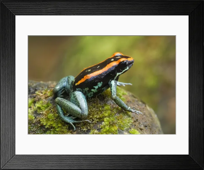 Framed Print : Orange and Black Poison-dart Frog Corcovado N. P. Costa Rica Framed Print : Orange and Black Poison-dart Frog Corcovado N. P. Costa Rica
