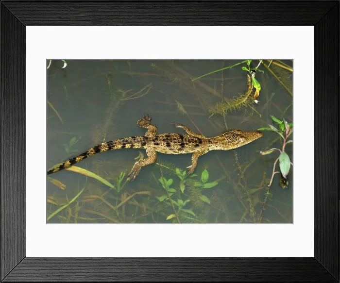 Framed Print : Morelet's Crocodile Framed Print : Morelet's Crocodile