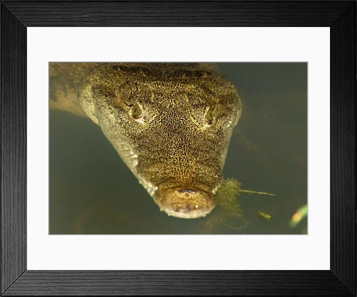 Framed Print : Morelet's Crocodile Framed Print : Morelet's Crocodile