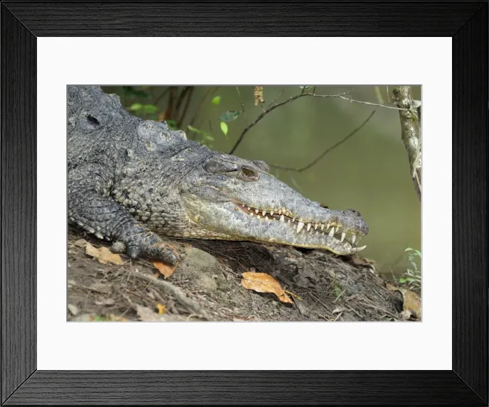 Framed Print : American Crocodile Belize