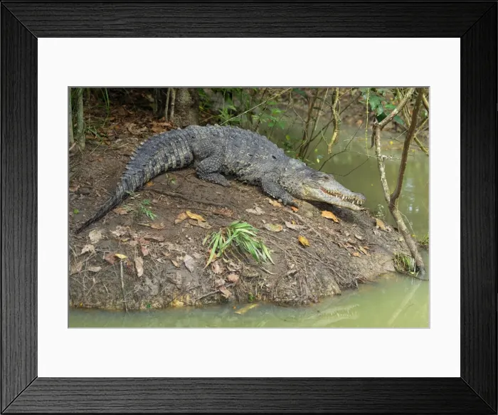 Framed Print : American Crocodile Belize Framed Print : American Crocodile Belize