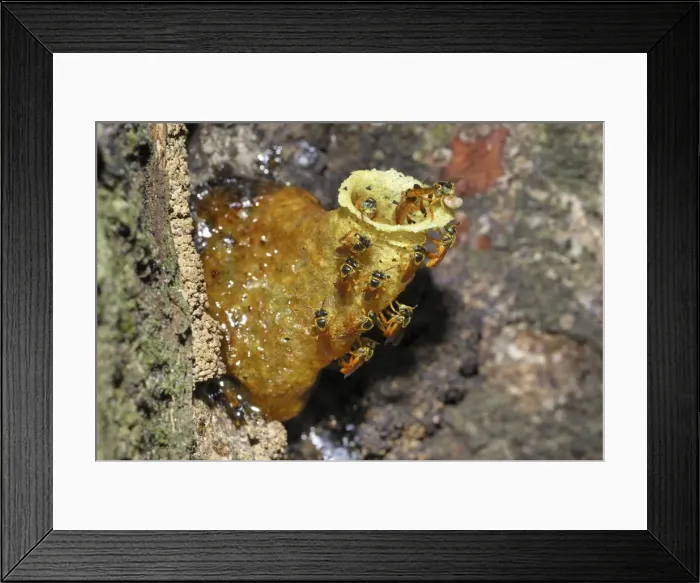 Framed Print : Wild Bees - at nest Cockscomb Basin Wildlife Sanctuary Belize Framed Print : Wild Bees - at nest Cockscomb Basin Wildlife Sanctuary Belize