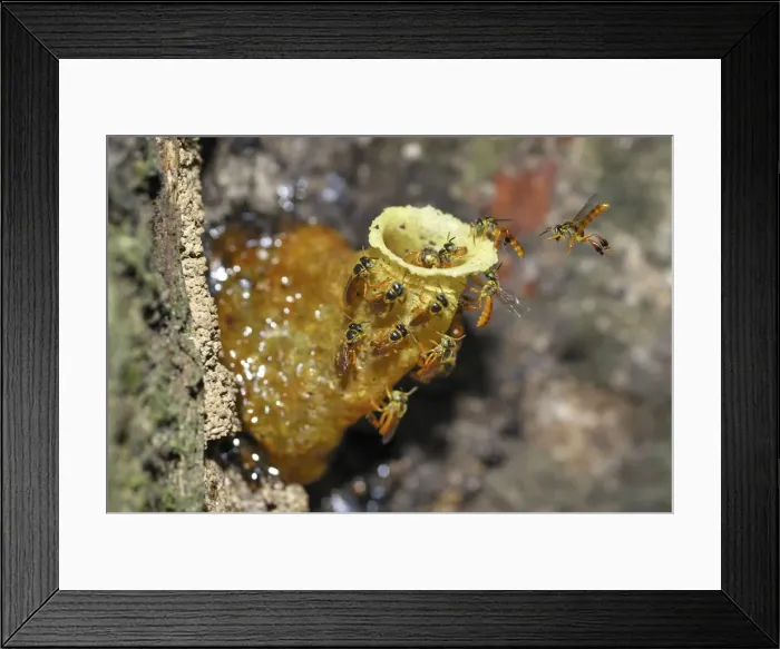 Framed Print : Wild Bees - at nest Cockscomb Basin Wildlife Sanctuary Belize Framed Print : Wild Bees - at nest Cockscomb Basin Wildlife Sanctuary Belize