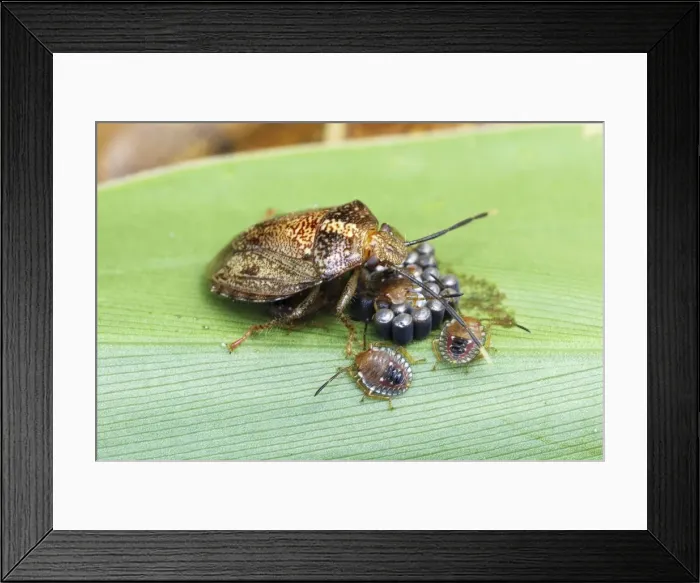 Framed Print : Bug (Heteroptera) with eggs and hatched larvae Cahuita N. P. Costa Rica Framed Print : Bug (Heteroptera) with eggs and hatched larvae Cahuita N. P. Costa Rica