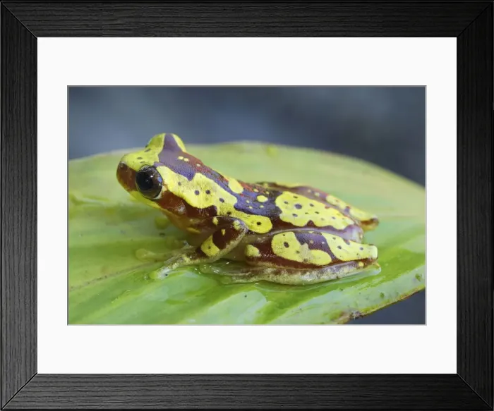 Framed Print : Hourglass Tree Frog Cahuita N. P. Costa Rica Framed Print : Hourglass Tree Frog Cahuita N. P. Costa Rica