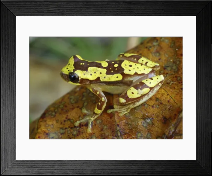 Framed Print : Hourglass Tree Frog Cahuita N. P. Costa Rica Framed Print : Hourglass Tree Frog Cahuita N. P. Costa Rica