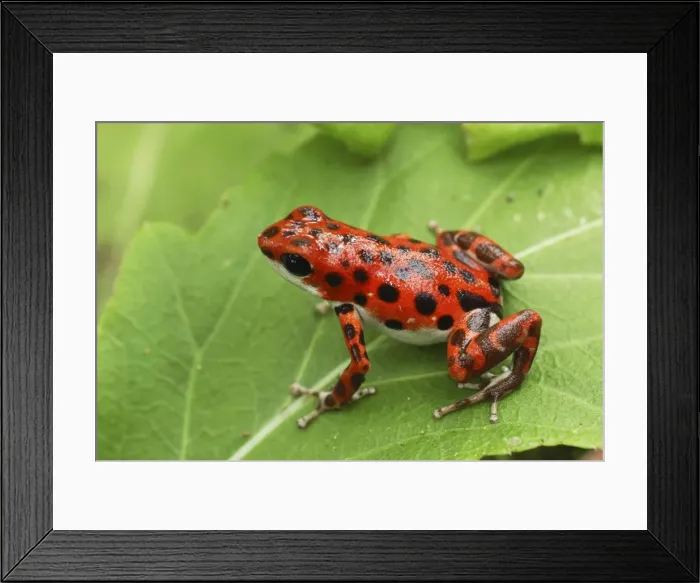 Framed Print : Strawberry Poison Frog Bastimentos National Park Bocas del Toro, Panama Framed Print : Strawberry Poison Frog Bastimentos National Park Bocas del Toro, Panama