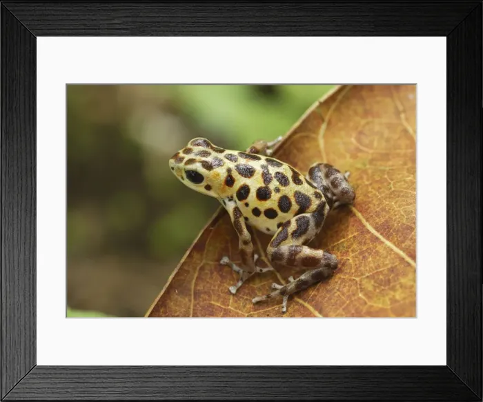 Framed Print : Strawberry Poison Frog Bastimentos National Park Bocas del Toro, Panama Framed Print : Strawberry Poison Frog Bastimentos National Park Bocas del Toro, Panama