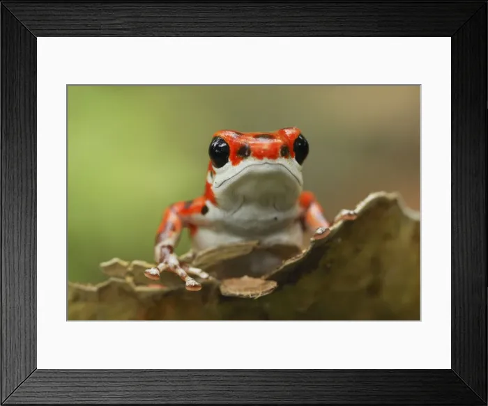 Framed Print : Strawberry Poison Frog Bastimentos National Park Bocas del Toro, Panama Framed Print : Strawberry Poison Frog Bastimentos National Park Bocas del Toro, Panama