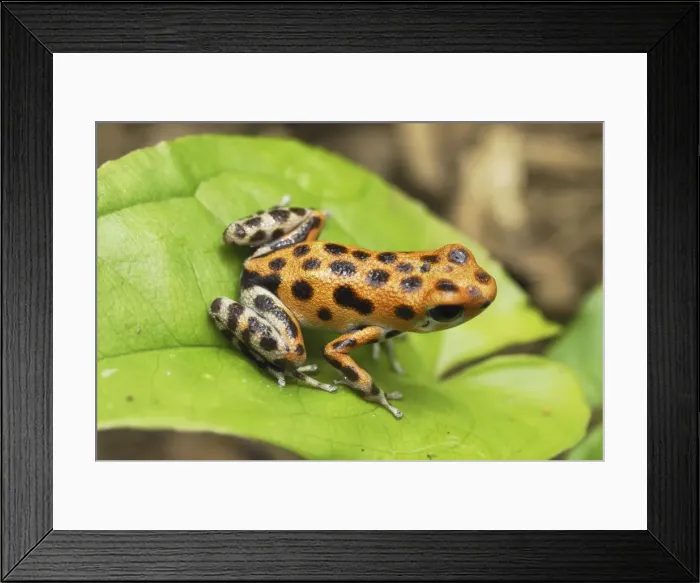 Framed Print : Strawberry Poison Frog Bastimentos National Park Bocas del Toro, Panama Framed Print : Strawberry Poison Frog Bastimentos National Park Bocas del Toro, Panama