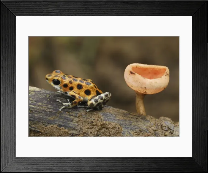 Framed Print : Strawberry Poison Frog - cup fungus Bastimentos National Park Bocas del Toro, Panama Framed Print : Strawberry Poison Frog - cup fungus Bastimentos National Park Bocas del Toro, Panama